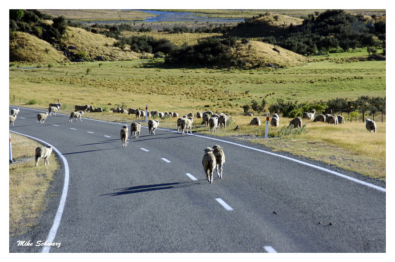 Mount Cook Sheeps