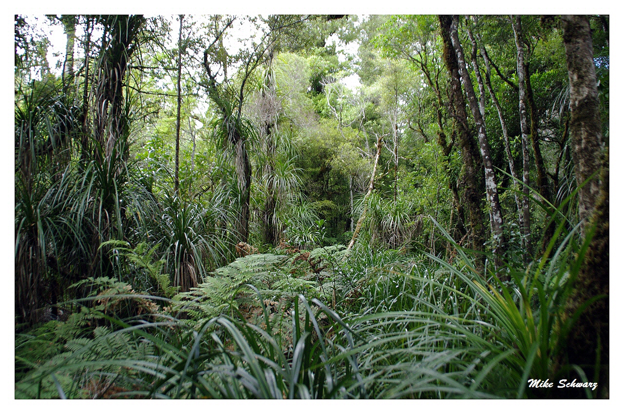 Waipoua Wald