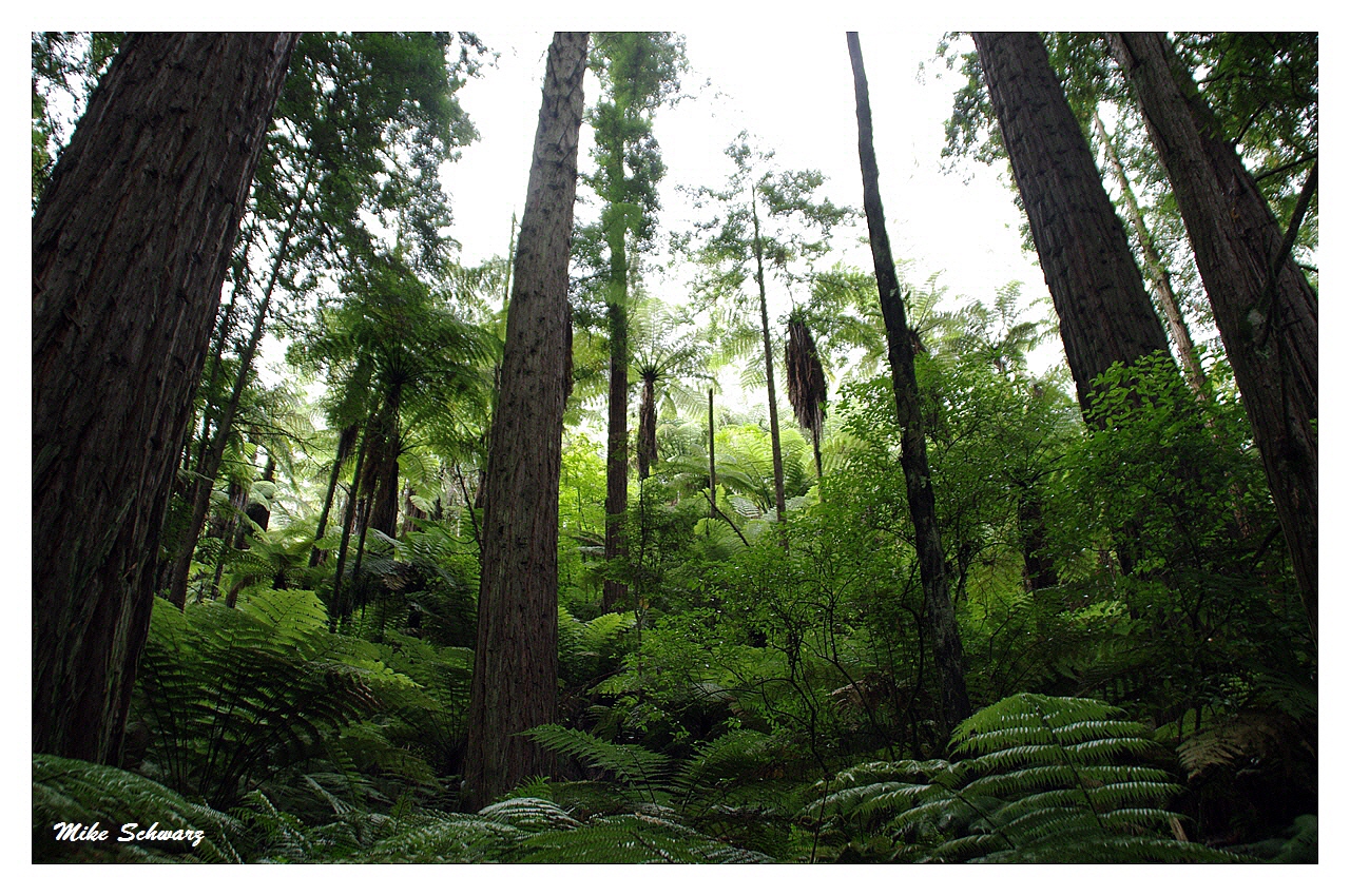 Redwoods (Miro Bäume)