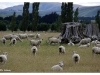 Schafe Südinsel