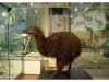 Otago Museum