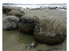 Moeraki Boulders