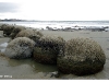 Moeraki Boulders