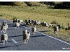 Mount Cook Sheeps