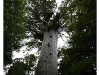 Tane Mahuta
