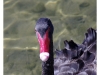 Australian Black Swan