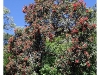 Pohutukawa