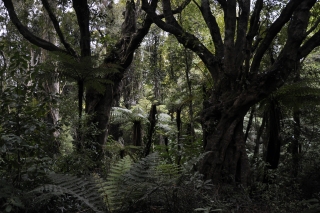 Stewart Island