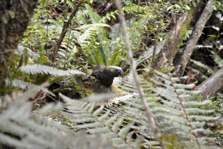 Kaka @ Stewart Island