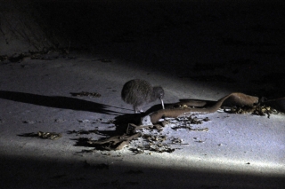 Kiwi Bird @ Stewart Island