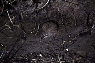 Kiwi Bird @ Stewart Island