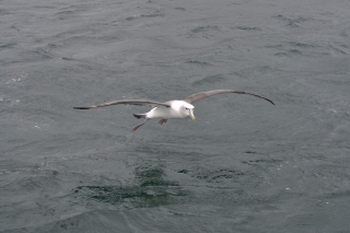 Albatros @ Stewart Island