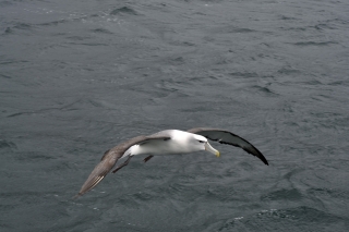 Albatros @ Stewart Island