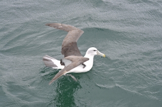 Albatros @ Stewart Island