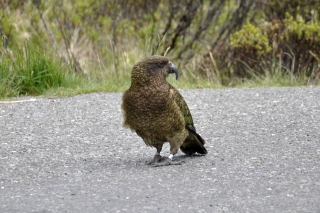 Kea @ Milford Sound