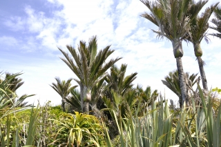 Punakaiki