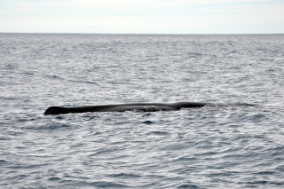 Pottwal Kaikoura