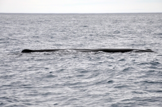 Pottwal Kaikoura