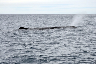 Pottwal Kaikoura