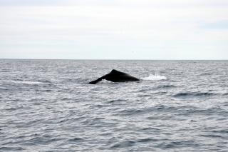 Pottwal Kaikoura