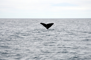 Pottwal Kaikoura