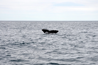 Pottwal Kaikoura