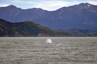 Pottwal Kaikoura