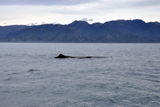 Pottwal Kaikoura