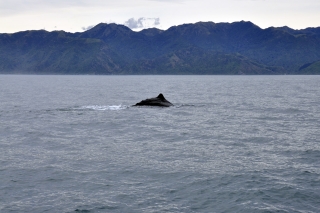 Pottwal Kaikoura