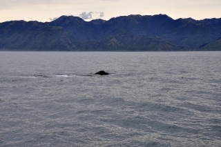 Pottwal Kaikoura