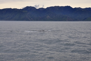 Pottwal Kaikoura