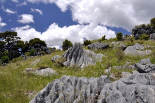 Hikurangi Limestone