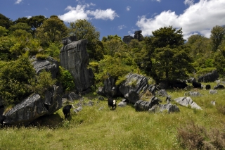 Hikurangi Limestone
