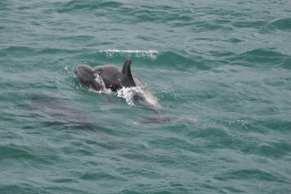 Delfine in der Bay of Island