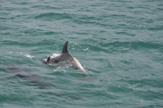 Delfine in der Bay of Island