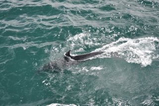 Delfine in der Bay of Island